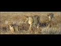 38 - Lioness with cubs - TOFT MAUREEN - united kingdom